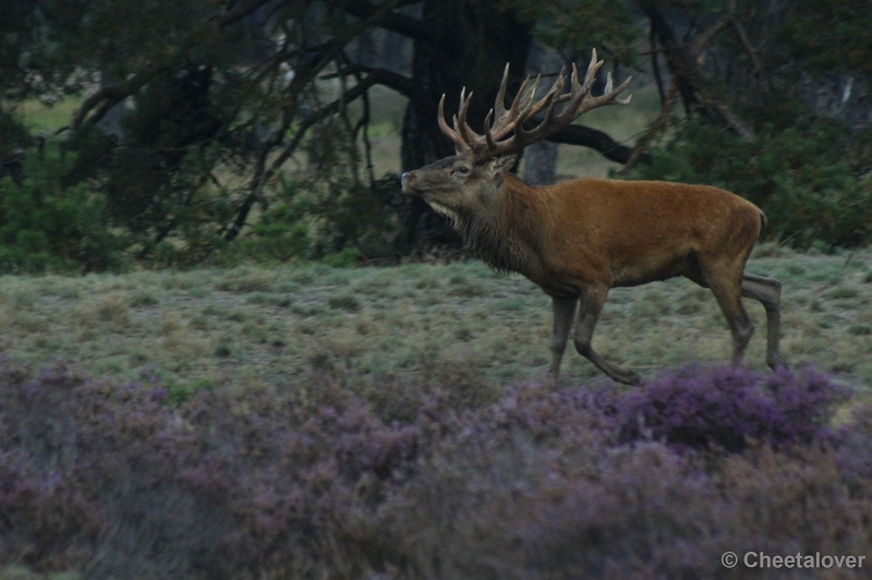 _DSC0358.JPG - Park de Hoge Veluwe 16 september 2011