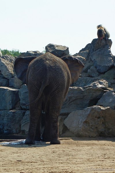 _DSC0012.JPG - Afrikaanse Olifant