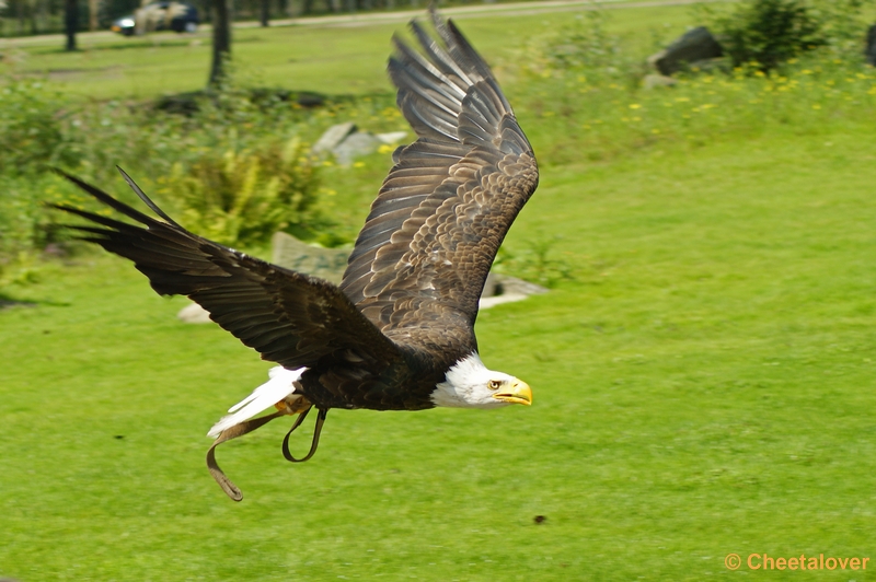 _DSC0128.JPG - Amerikaanse Zeearend