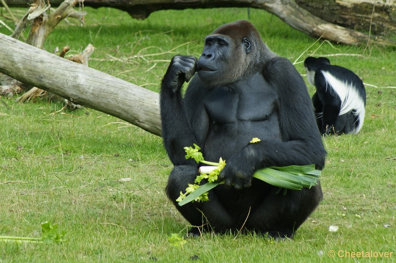 _DSC0217.JPG - Gorilla