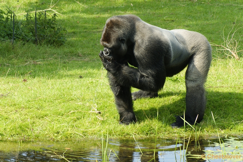 _DSC0242.JPG - Gorilla