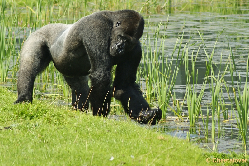 _DSC0253.JPG - Gorilla