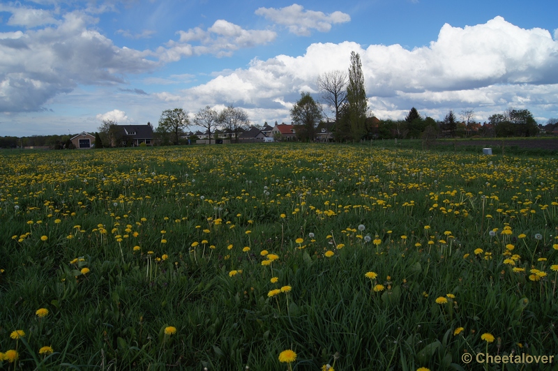 DSC05225.JPG - Hollandse lucht met heel veel Paardebloemen in de wei