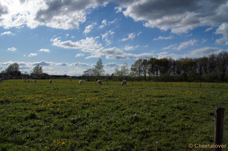 DSC05229.JPG - Hollandse lucht met heel veel Paardebloemen in de wei