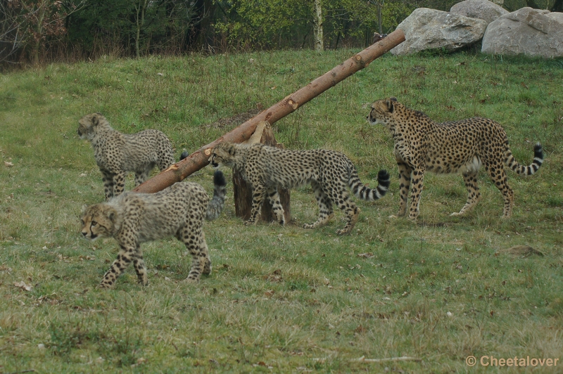 DSC04411.JPG - Safaripark Beekse Bergen Cheeta's 12 april 2012