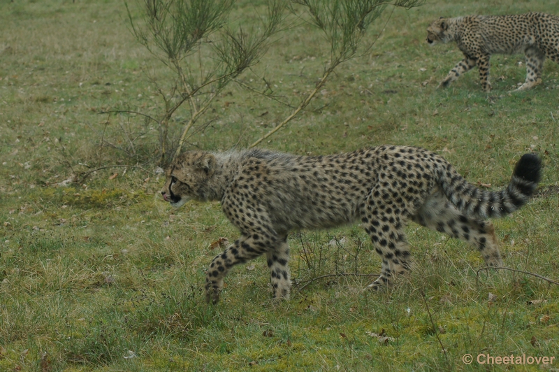 DSC04412.JPG - Safaripark Beekse Bergen Cheeta's 12 april 2012