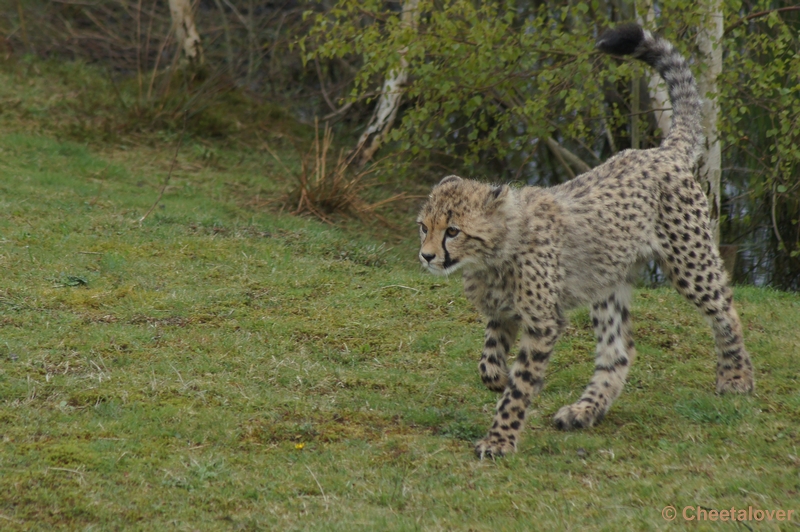 DSC04414.JPG - Safaripark Beekse Bergen Cheeta's 12 april 2012