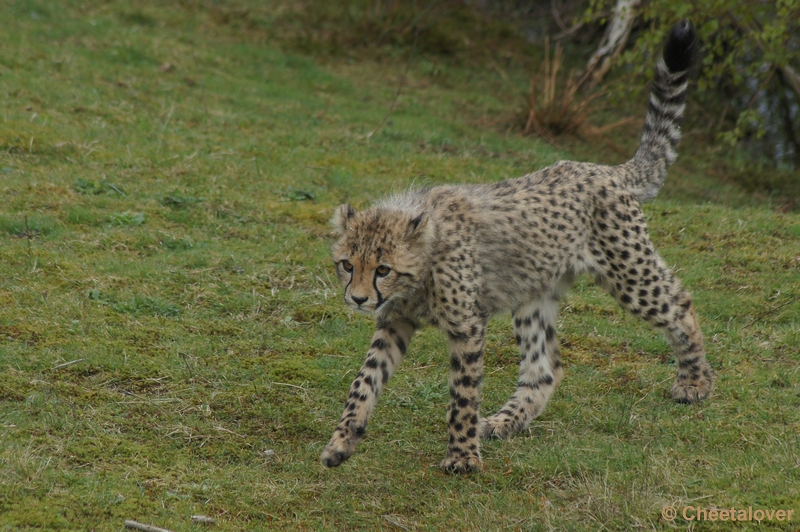 DSC04415.JPG - Safaripark Beekse Bergen Cheeta's 12 april 2012