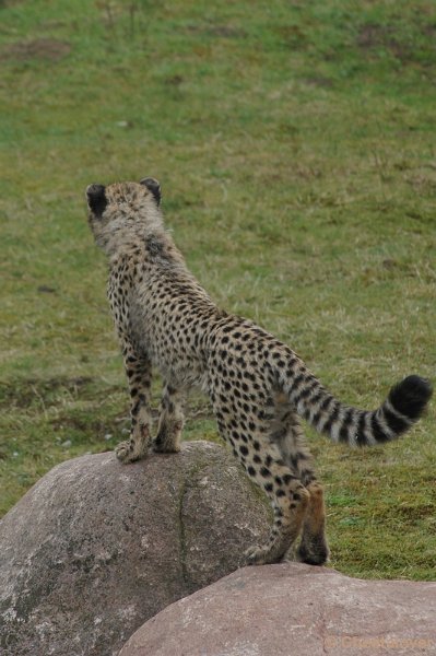 DSC04417.JPG - Safaripark Beekse Bergen Cheeta's 12 april 2012