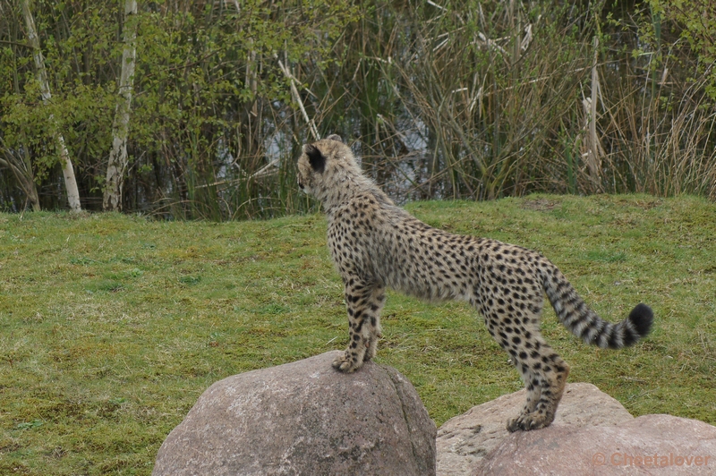 DSC04419.JPG - Safaripark Beekse Bergen Cheeta's 12 april 2012