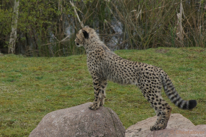 DSC04421.JPG - Safaripark Beekse Bergen Cheeta's 12 april 2012