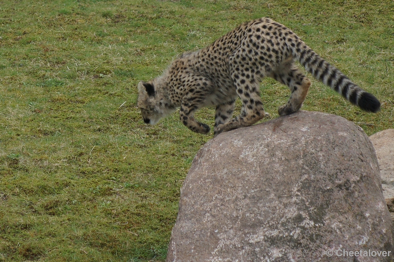 DSC04426.JPG - Safaripark Beekse Bergen Cheeta's 12 april 2012