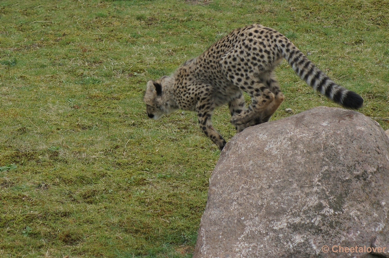 DSC04427.JPG - Safaripark Beekse Bergen Cheeta's 12 april 2012