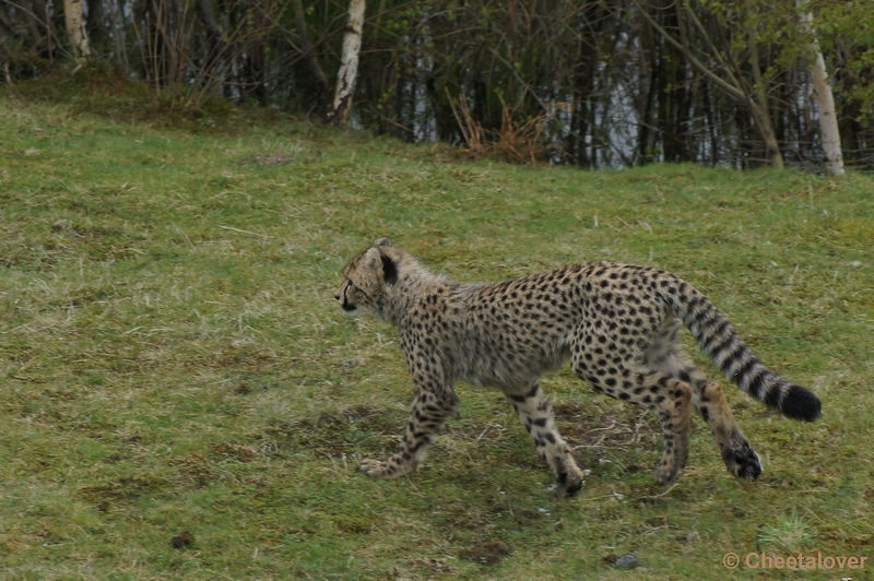 DSC04428.JPG - Safaripark Beekse Bergen Cheeta's 12 april 2012