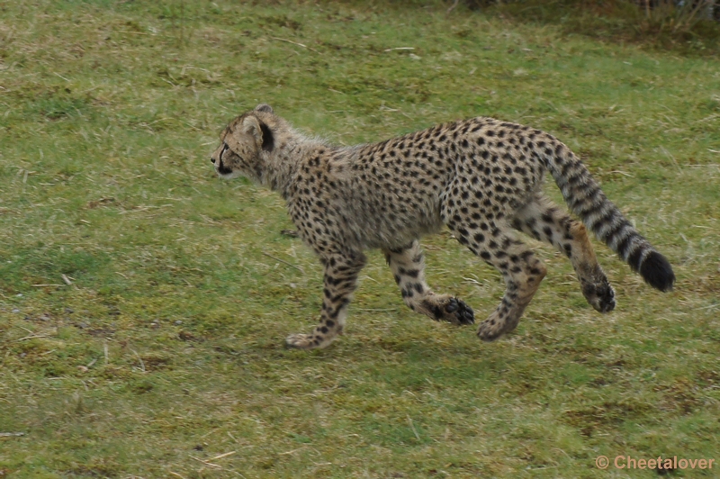 DSC04429.JPG - Safaripark Beekse Bergen Cheeta's 12 april 2012