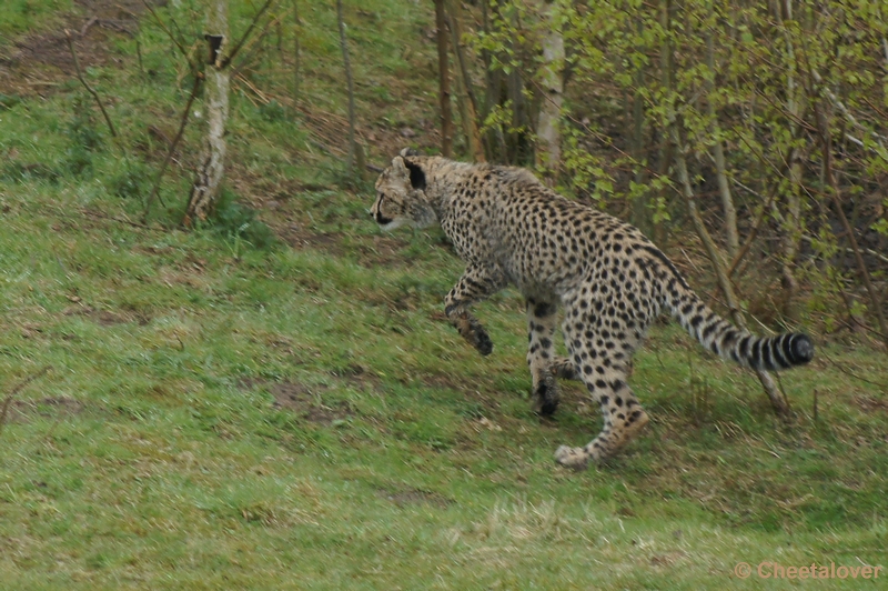 DSC04431.JPG - Safaripark Beekse Bergen Cheeta's 12 april 2012