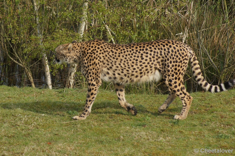 DSC04434.JPG - Safaripark Beekse Bergen Cheeta's 12 april 2012