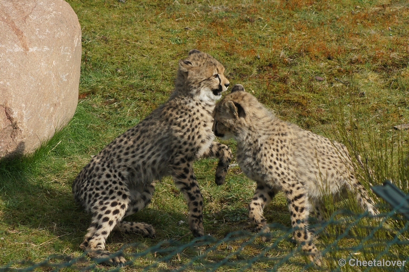 DSC04442.JPG - Safaripark Beekse Bergen Cheeta's 12 april 2012