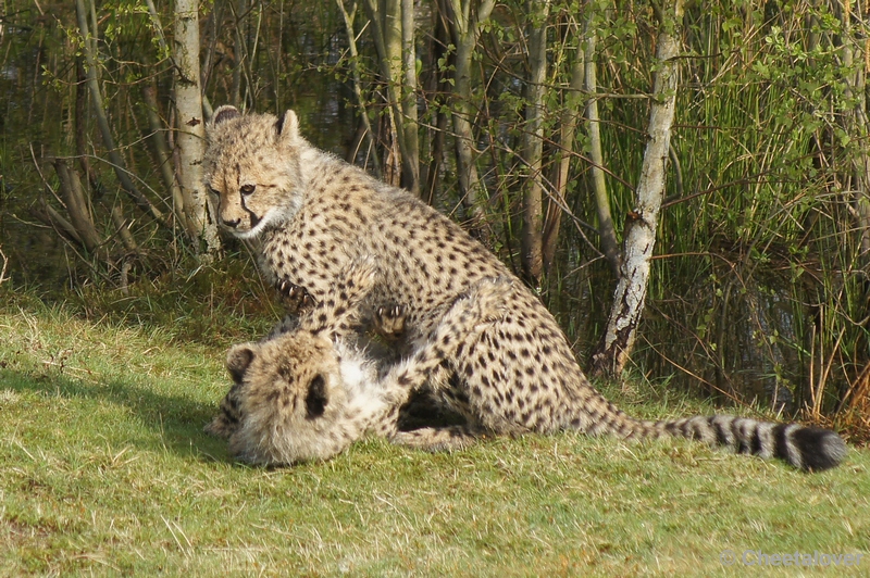 DSC04446.JPG - Safaripark Beekse Bergen Cheeta's 12 april 2012