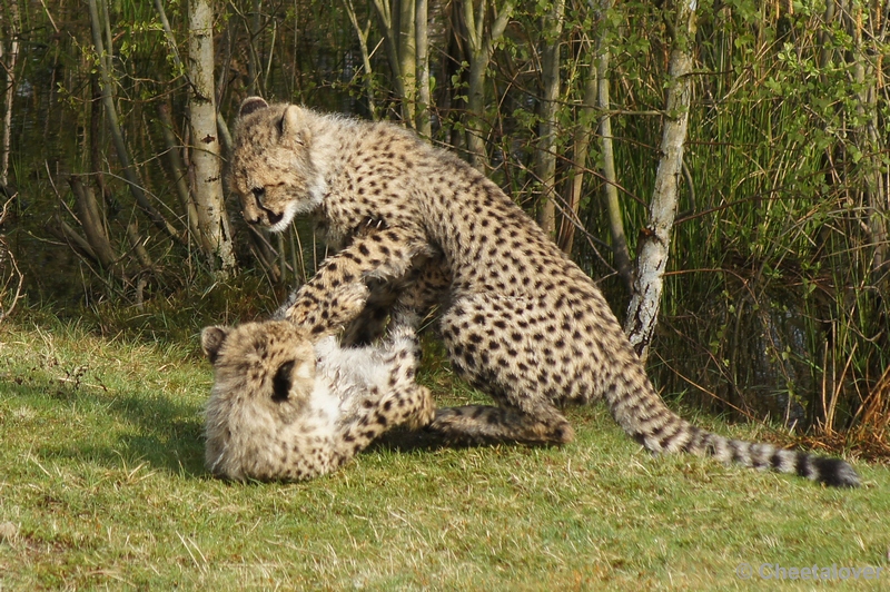 DSC04447.JPG - Safaripark Beekse Bergen Cheeta's 12 april 2012