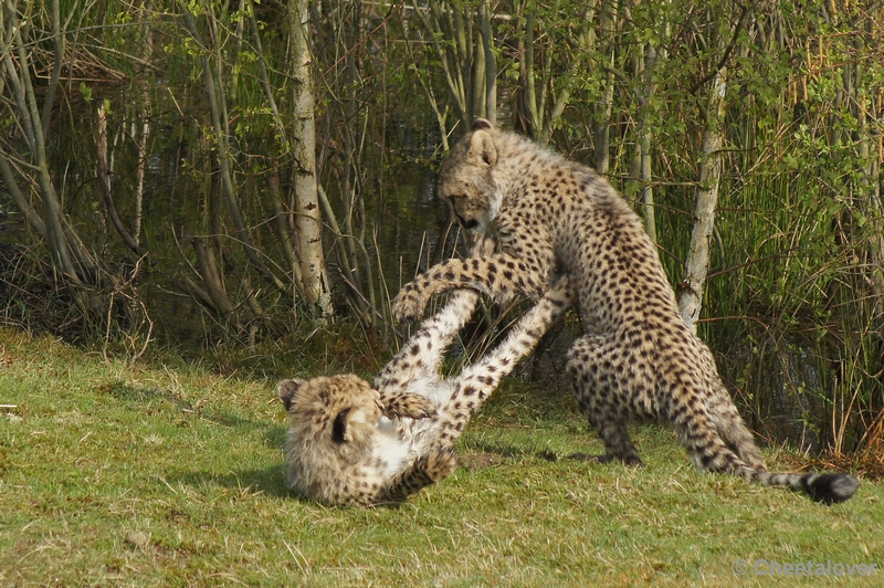 DSC04448.JPG - Safaripark Beekse Bergen Cheeta's 12 april 2012