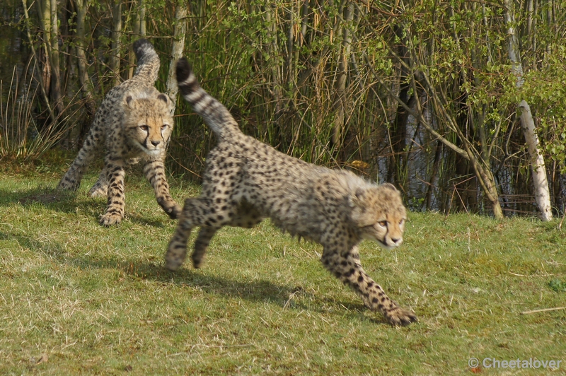 DSC04451.JPG - Safaripark Beekse Bergen Cheeta's 12 april 2012