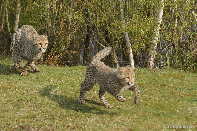 DSC04452.JPG - Safaripark Beekse Bergen Cheeta's 12 april 2012