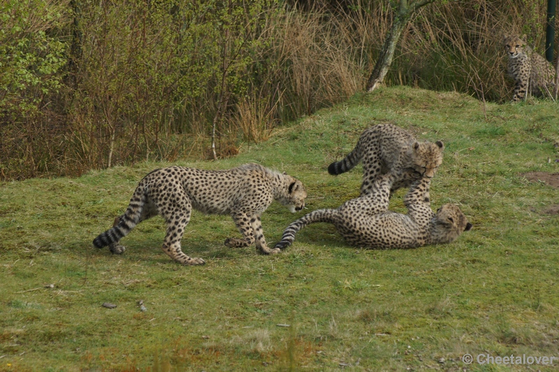 DSC04481.JPG - Safaripark Beekse Bergen Cheeta's 12 april 2012