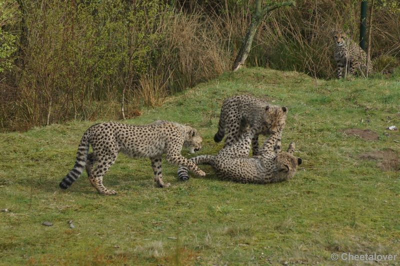 DSC04482.JPG - Safaripark Beekse Bergen Cheeta's 12 april 2012