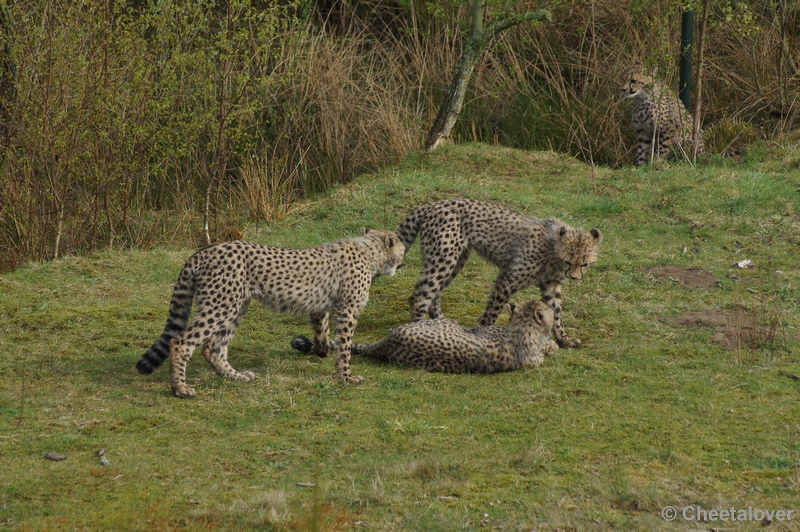 DSC04483.JPG - Safaripark Beekse Bergen Cheeta's 12 april 2012