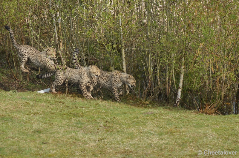 DSC04490.JPG - Safaripark Beekse Bergen Cheeta's 12 april 2012