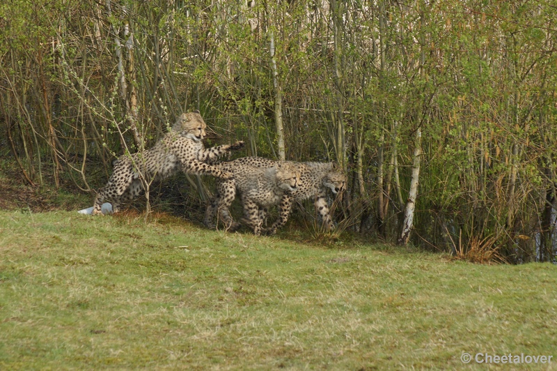 DSC04491.JPG - Safaripark Beekse Bergen Cheeta's 12 april 2012