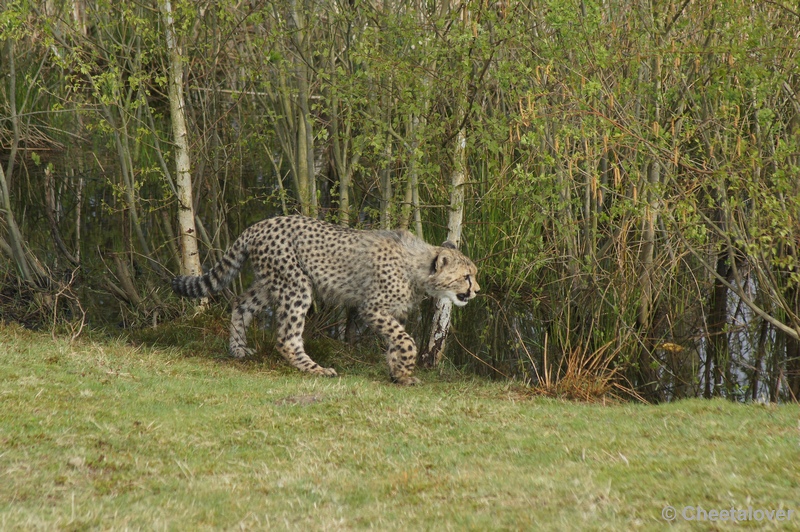 DSC04501.JPG - Safaripark Beekse Bergen Cheeta's 12 april 2012