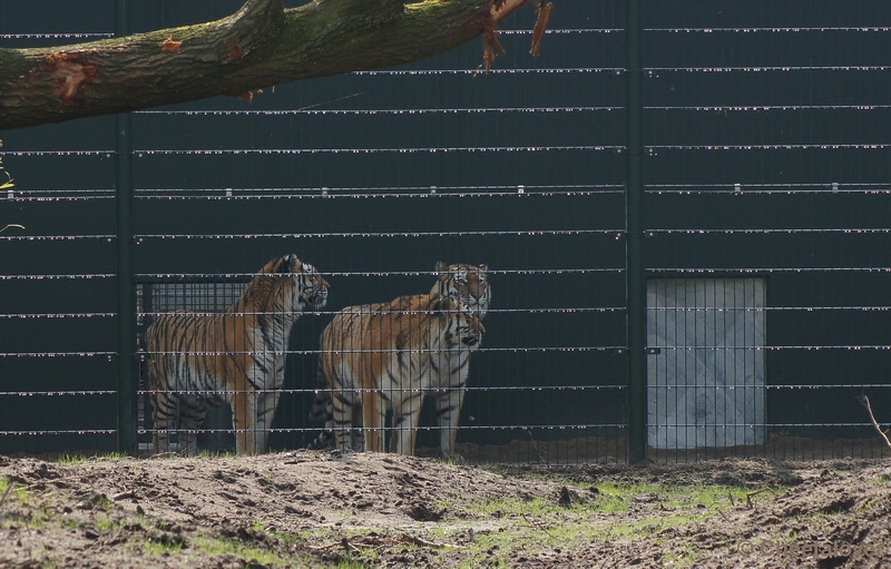 DSC04525.JPG - Dan mogen de Tijgers eindelijk het nieuwe verblijf in