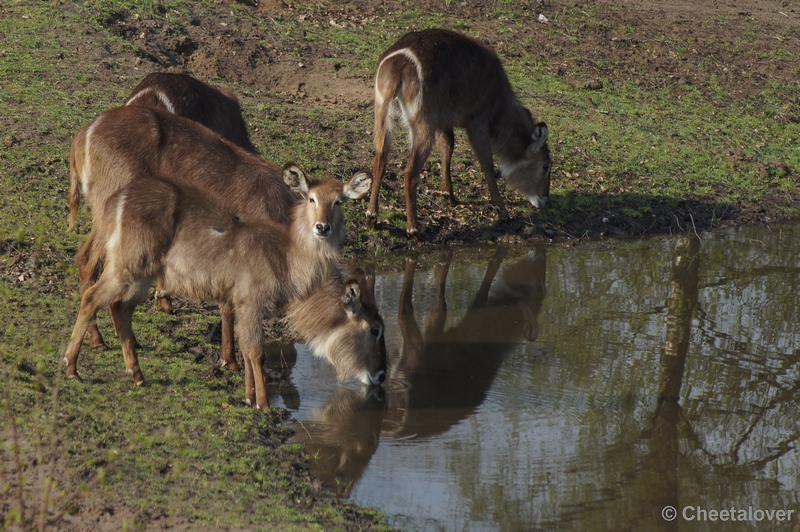 DSC04378.JPG - Safaripark Beekse Bergen 12 april 2012