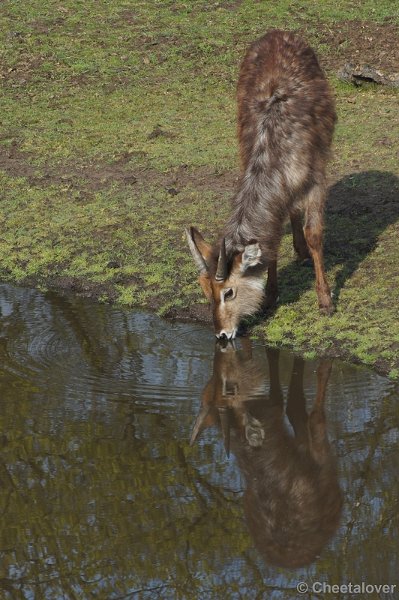 DSC04382.JPG - Safaripark Beekse Bergen 12 april 2012