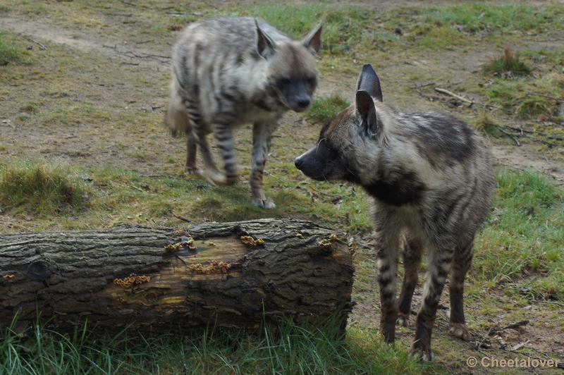 DSC04392.JPG - Safaripark Beekse Bergen 12 april 2012