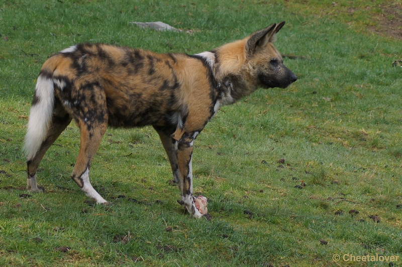 DSC04399.JPG - Safaripark Beekse Bergen 12 april 2012