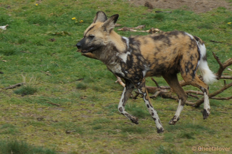 DSC04401.JPG - Safaripark Beekse Bergen 12 april 2012