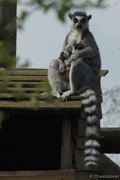 DSC04775.JPG - Safaripark Beekse Bergen 12 april 2012