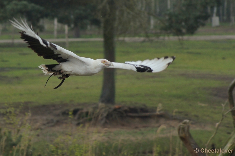 DSC04824.JPG - Safaripark Beekse Bergen 12 april 2012