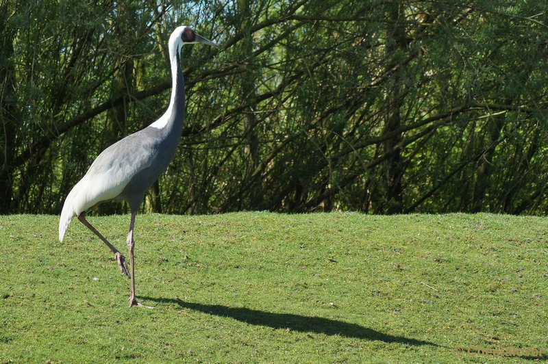 DSC05236.JPG - Witnekkraanvogel