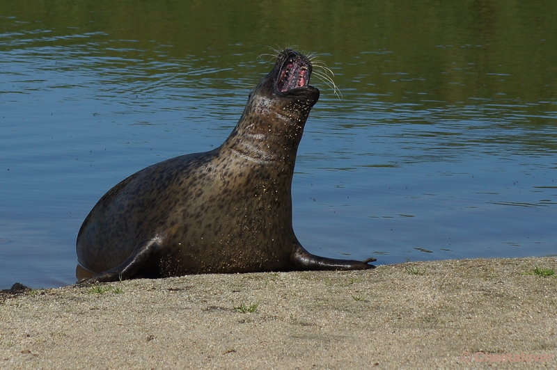 DSC05269.JPG - Zeehond