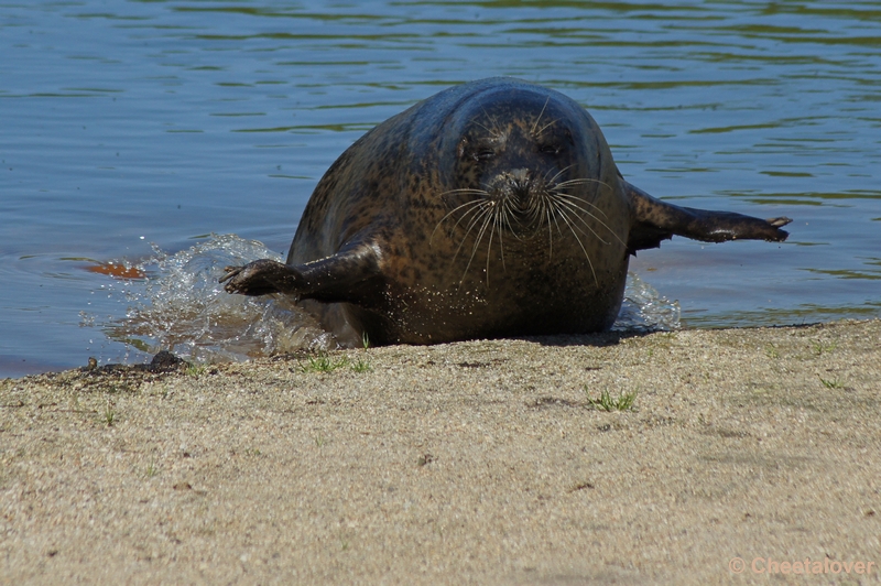 DSC05280.JPG - Zeehond