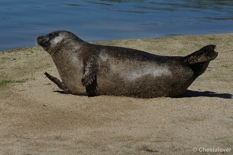 DSC05303.JPG - Zeehond