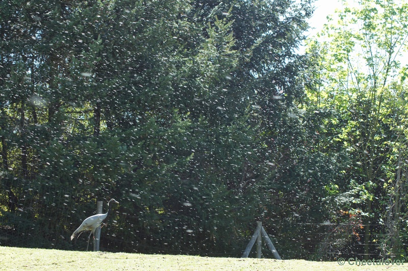 DSC05365.JPG - Jufferkraanvogel tussen de pluisjes