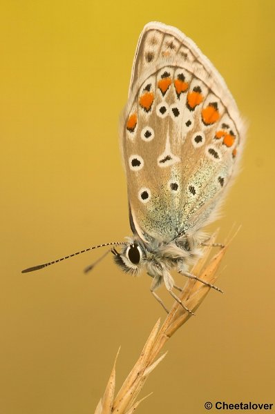 DSC08442.JPG - Icarusblauwtje