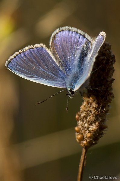 DSC08484.JPG - Icarusblauwtje