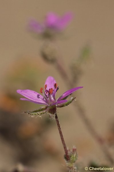 DSC08576.JPG - Reigerbloem