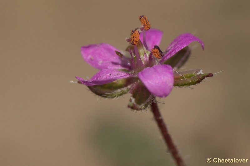 DSC08577.JPG - Reigerbloem